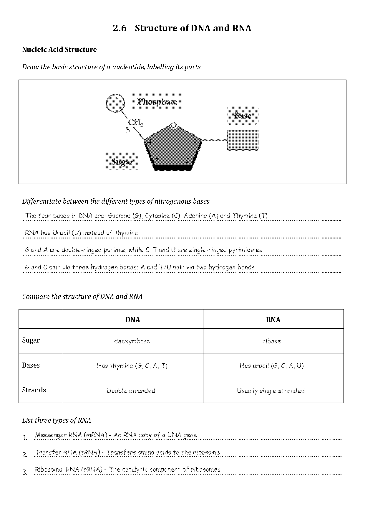 dna components and structure worksheet ib answer key